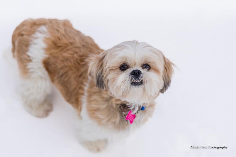Shih Tzu