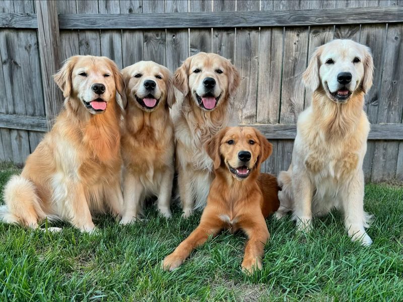 Golden Retriever