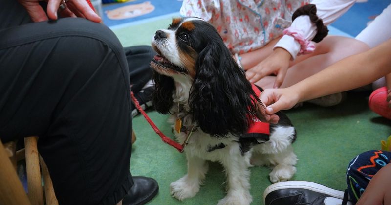 Cavalier King Charles Spaniel