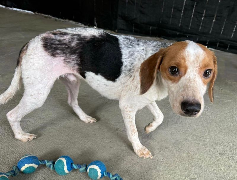 Beagle