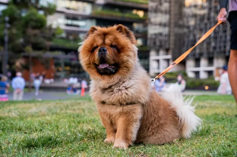 Chow Chow