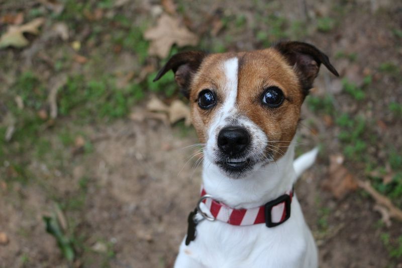 Jack Russell Terrier
