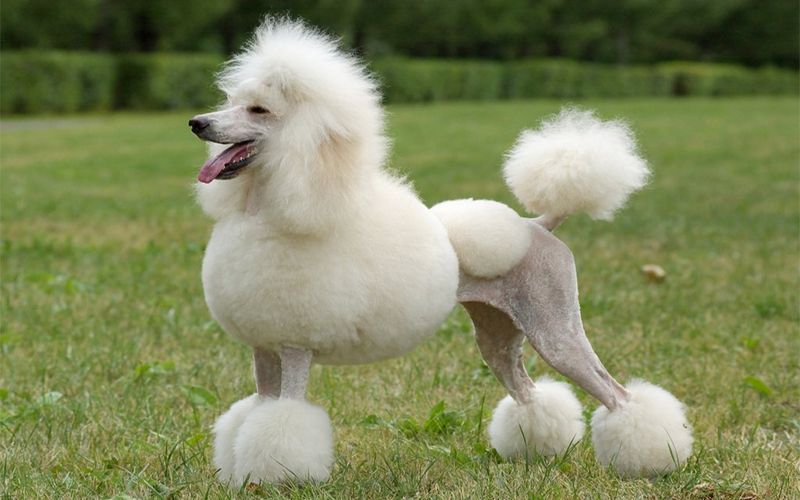 Poodle