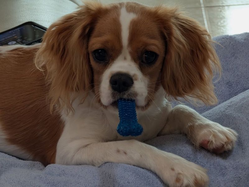 Cavalier King Charles Spaniel
