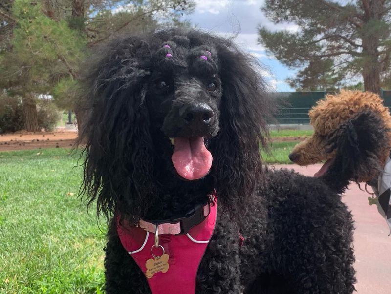 Poodle