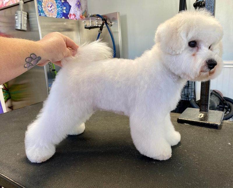 Bichon Frise