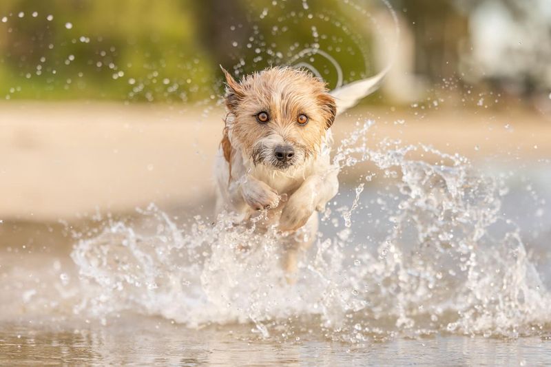 Jack Russell Terrier