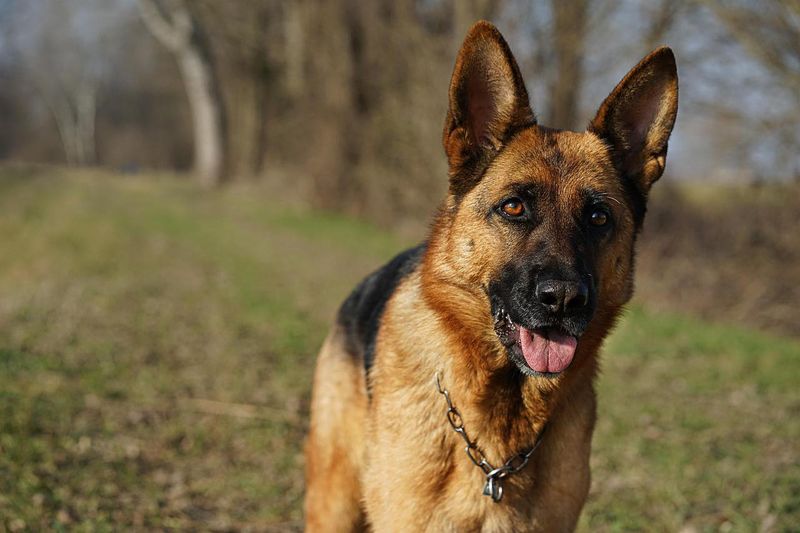 German Shepherd