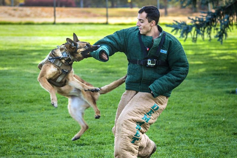 Belgian Malinois