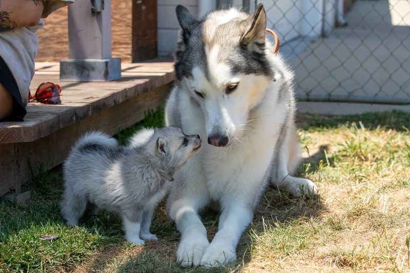 Alaskan Malamute