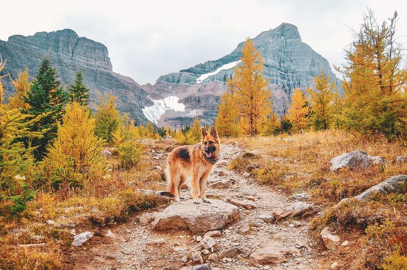 German Shepherd