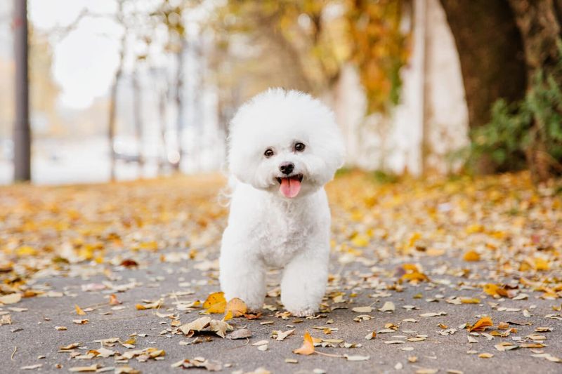 Bichon Frise