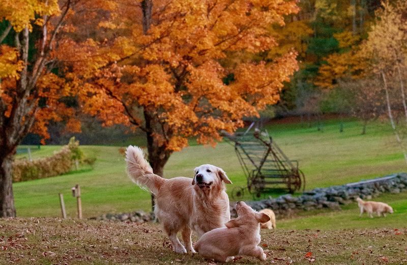 Golden Retriever