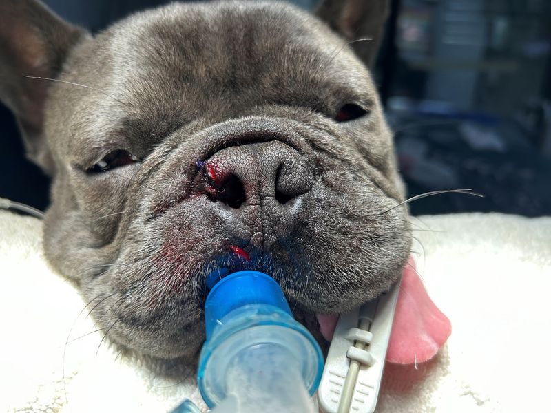 French Bulldog