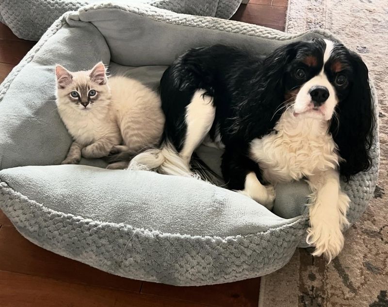 Cavalier King Charles Spaniel