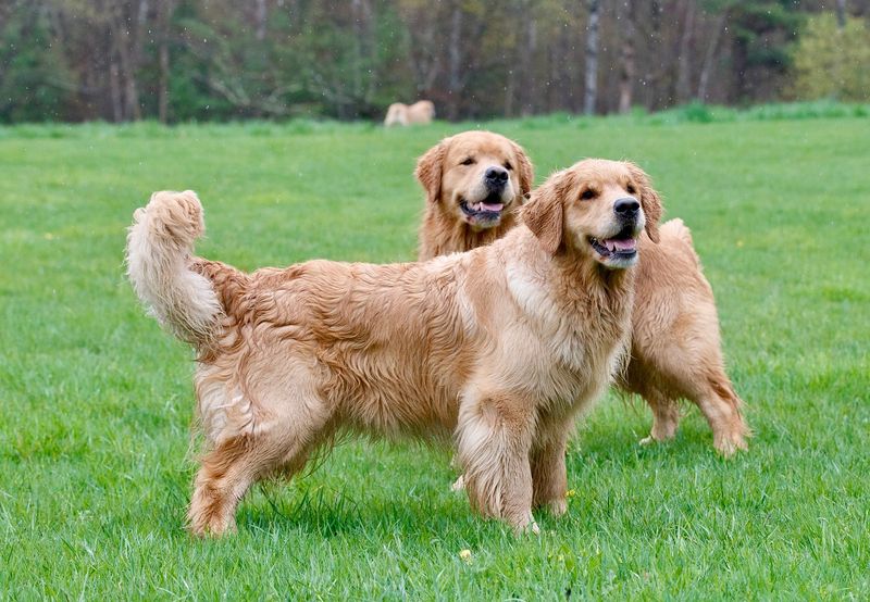 Golden Retriever