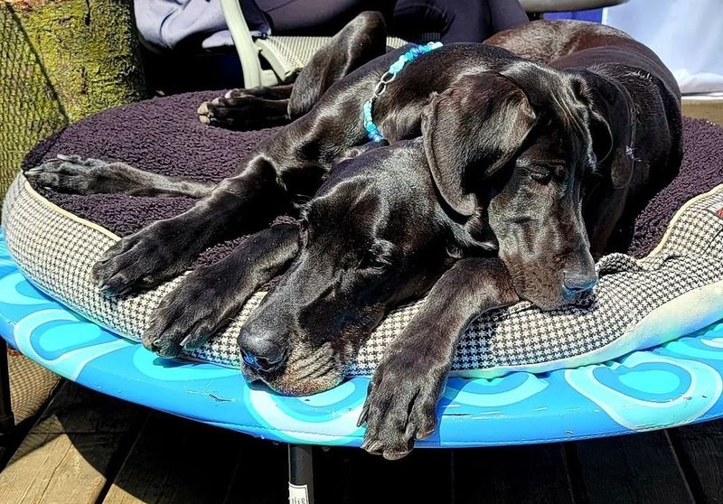 Great Dane