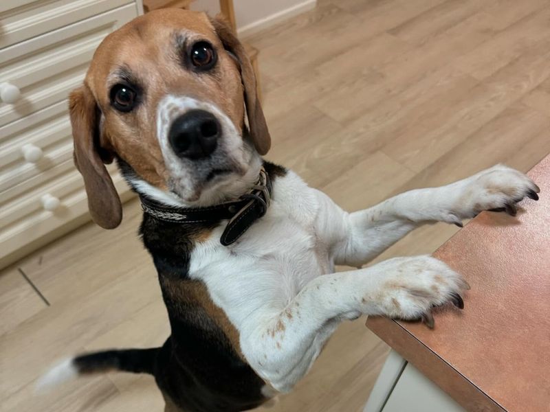 Beagle