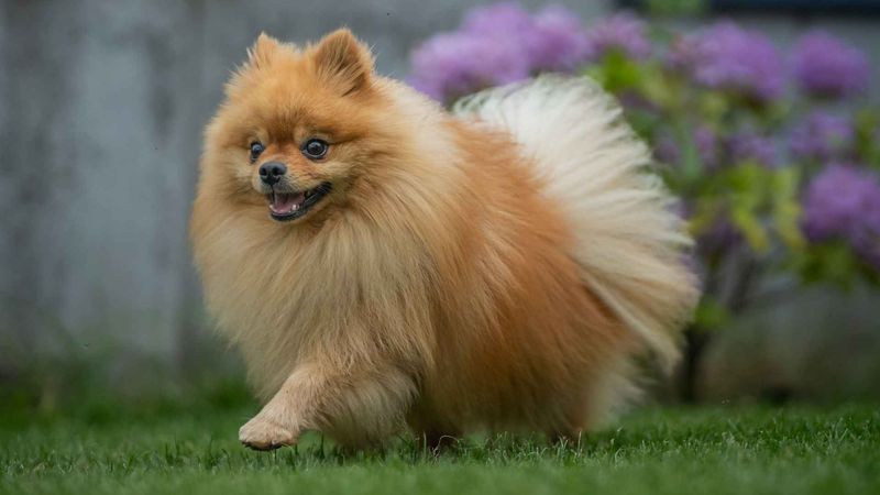 Pomeranian