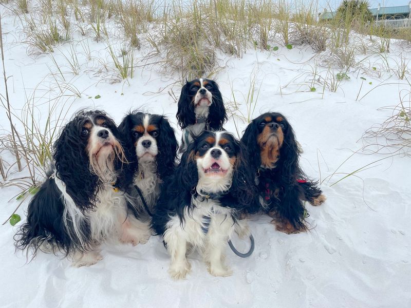 Cavalier King Charles Spaniel