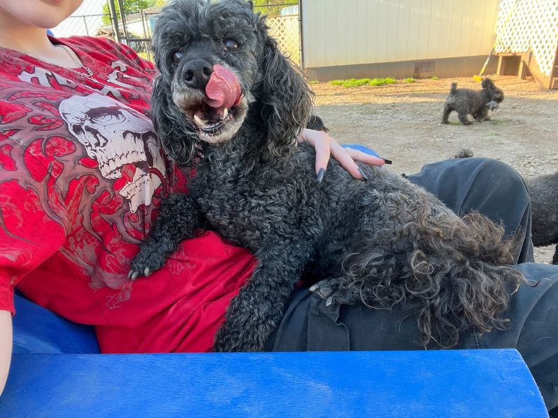 Poodle
