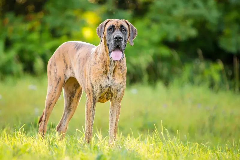 Great Dane