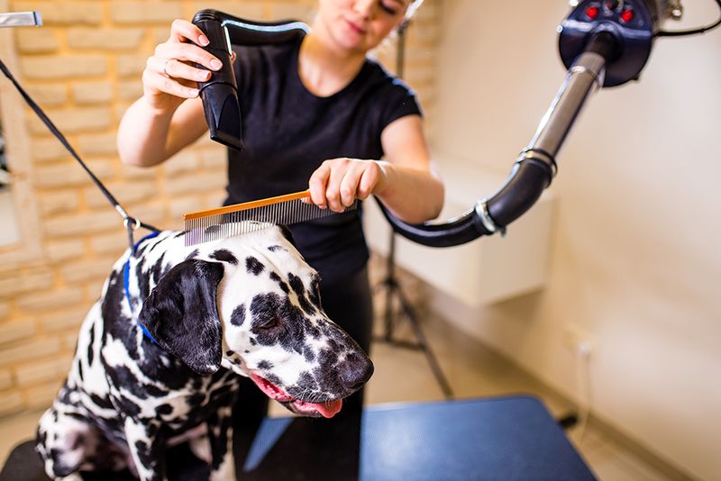 Challenging Grooming Needs