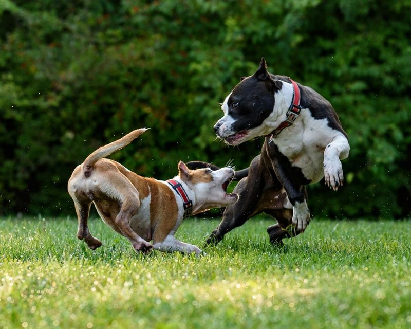 Playing Roughly