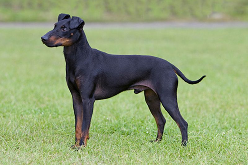 Manchester Terrier