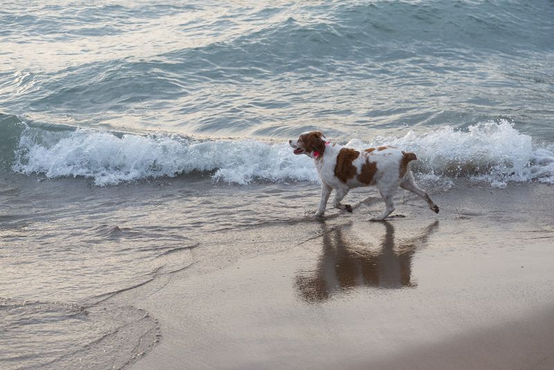 Brittany Spaniel