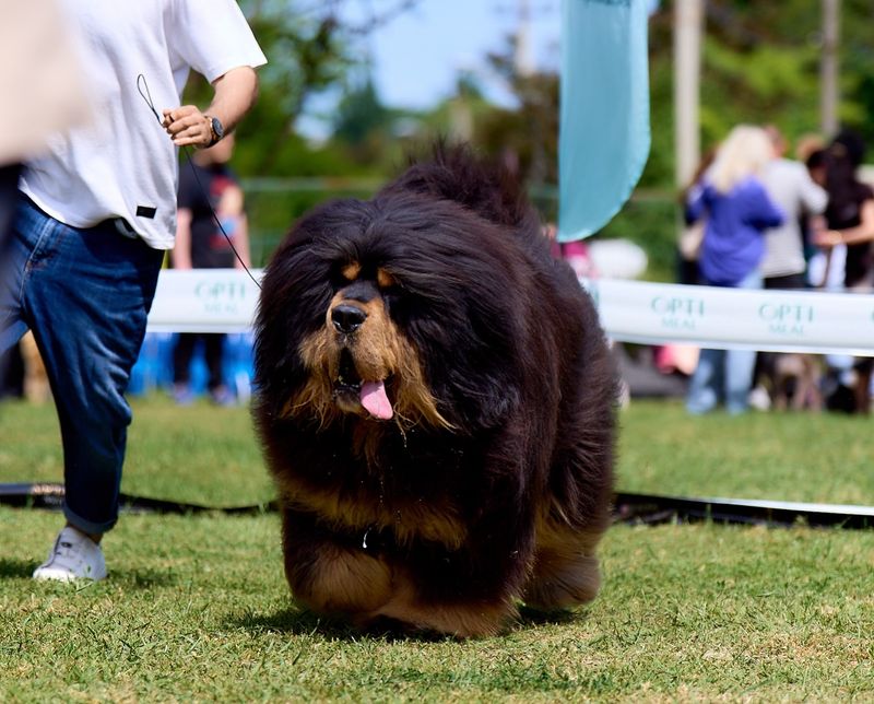 Tibetan Mastiff