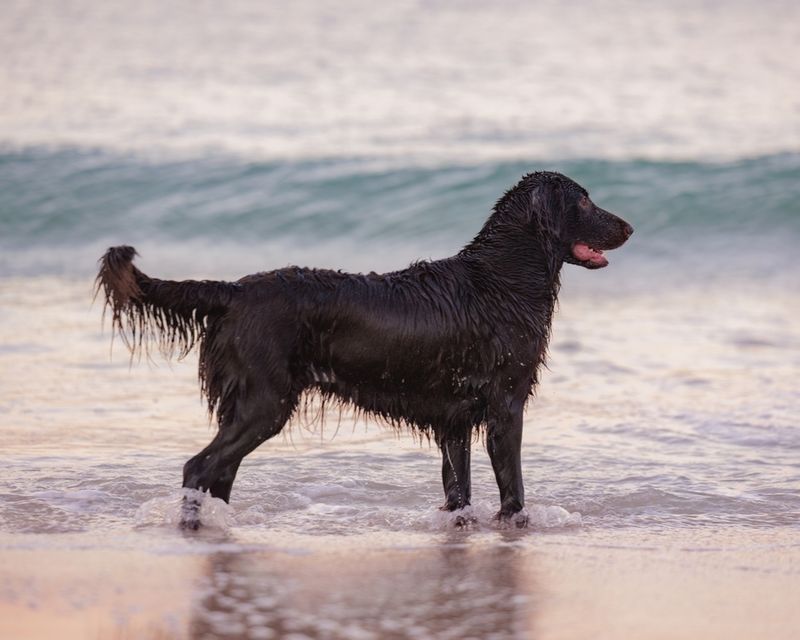 Flat-Coated Retriever