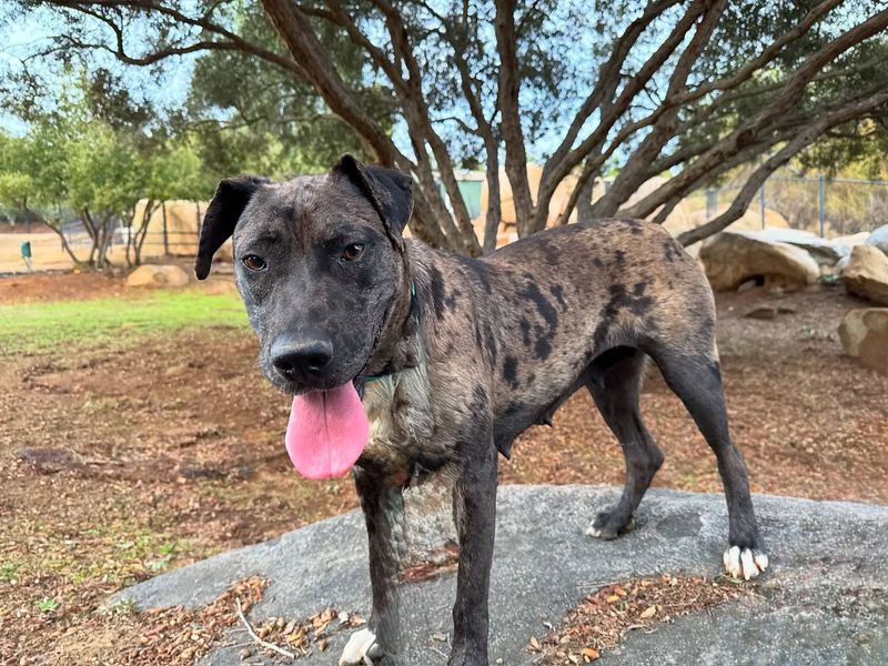 Catahoula Leopard Dog