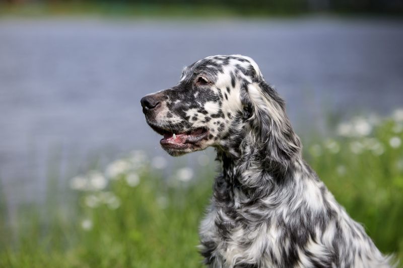 Belton Blue Setter