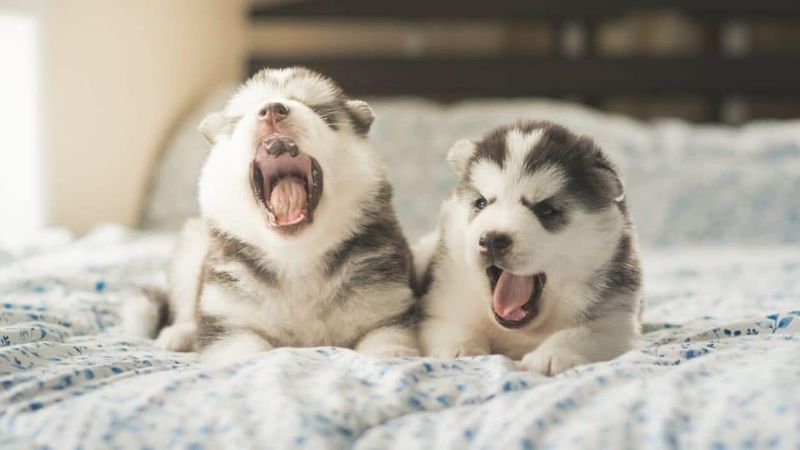 Yawning with You