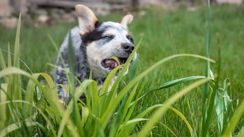 Eating Grass