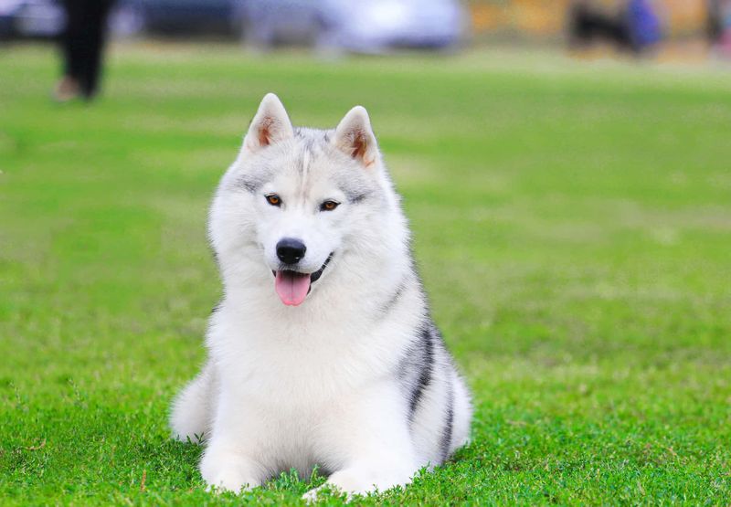 Playful Demeanor