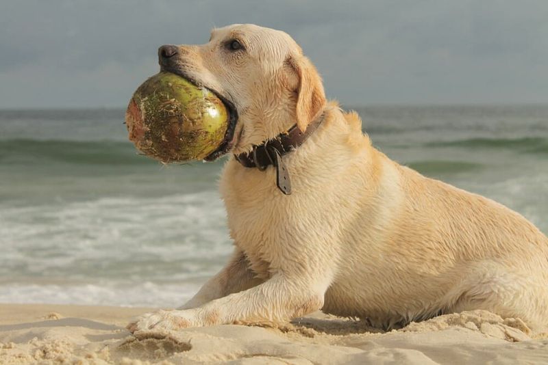 Coconut