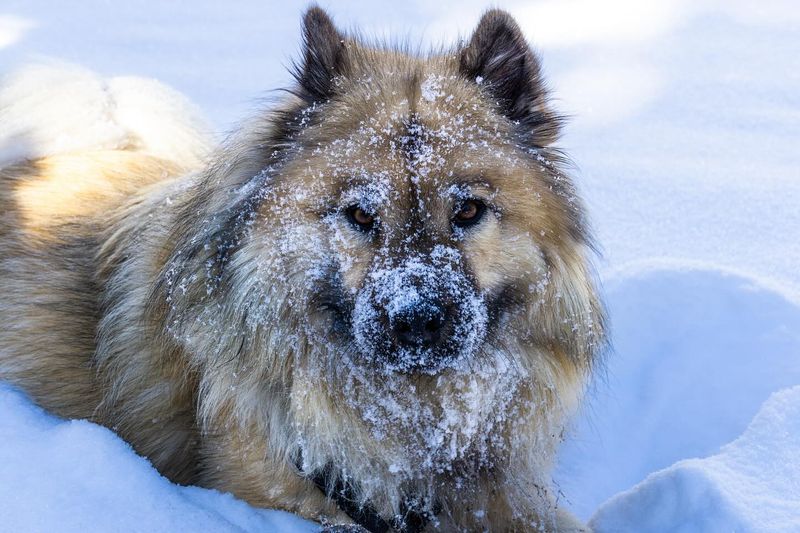 Eurasier
