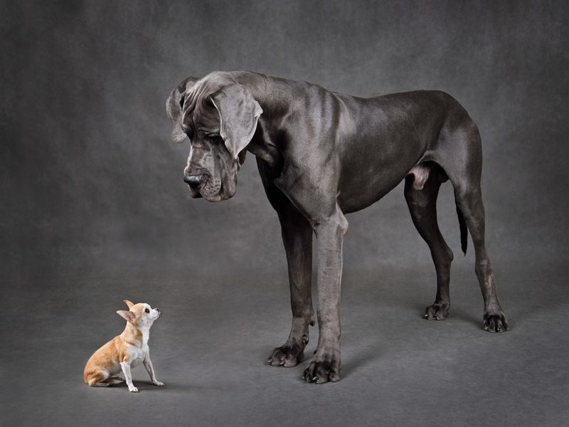 Great Dane
