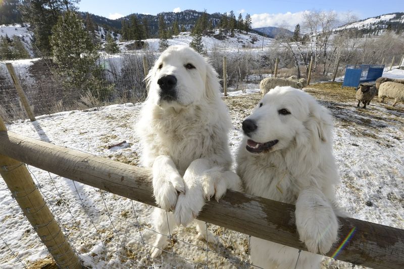 Great Pyrenees