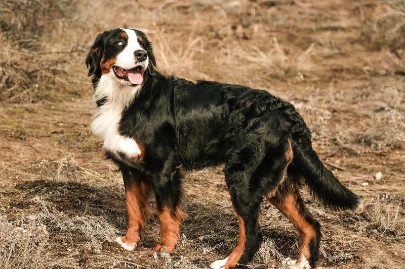 Bernese Mountain Dog