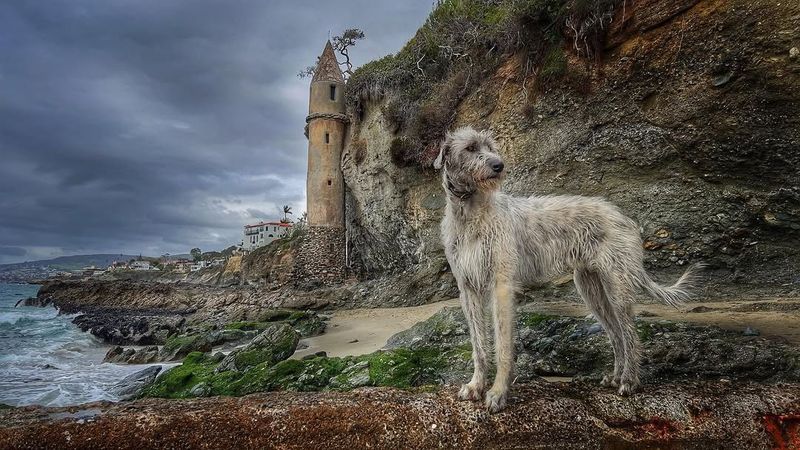 Irish Wolfhound