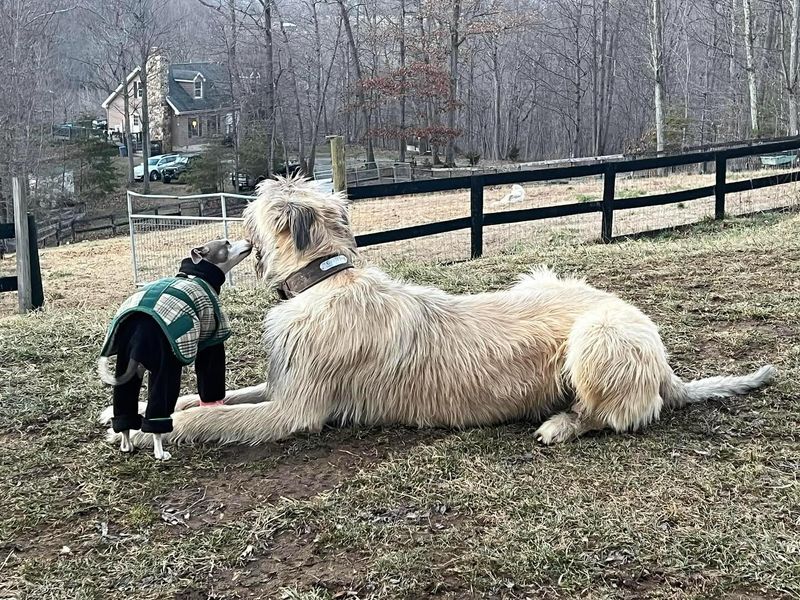 Irish Wolfhound