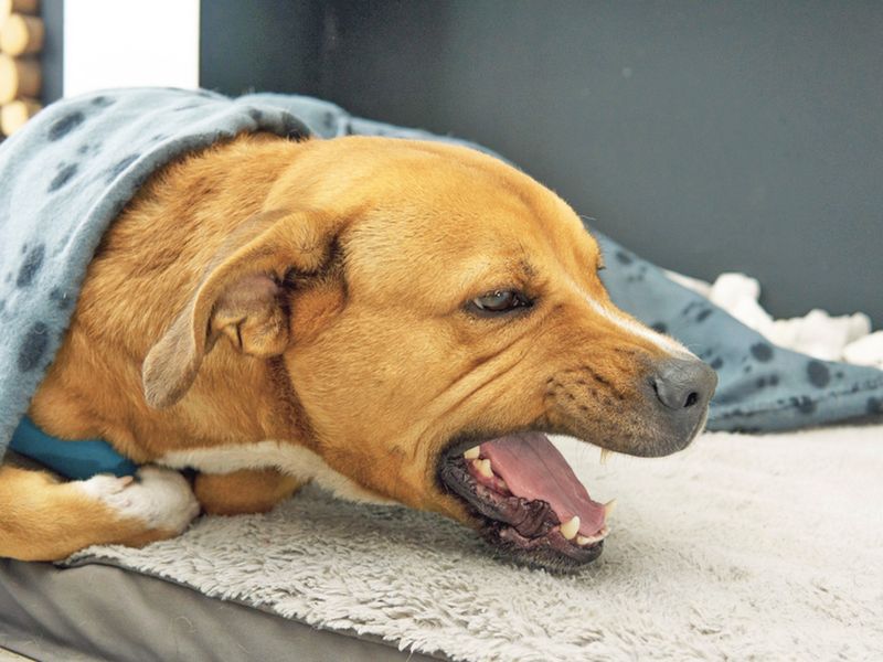 Persistent Coughing