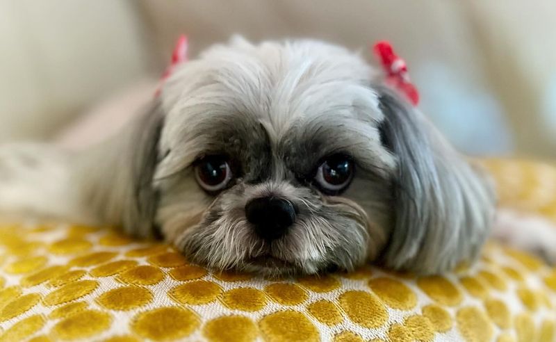 Shih Tzu
