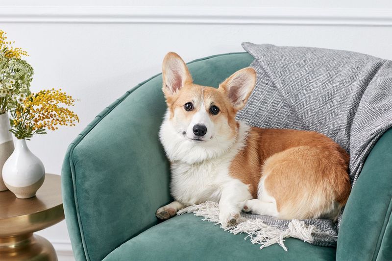 Pembroke Welsh Corgi