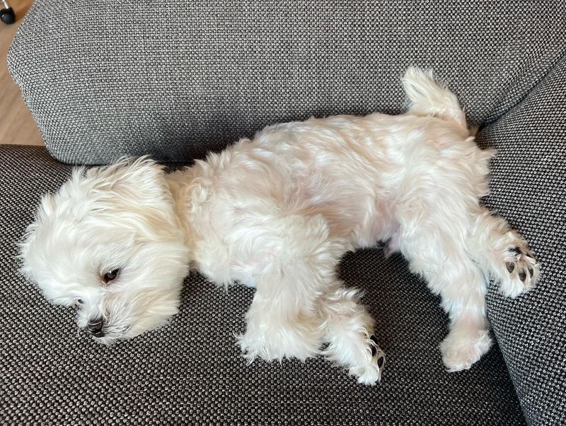Maltese