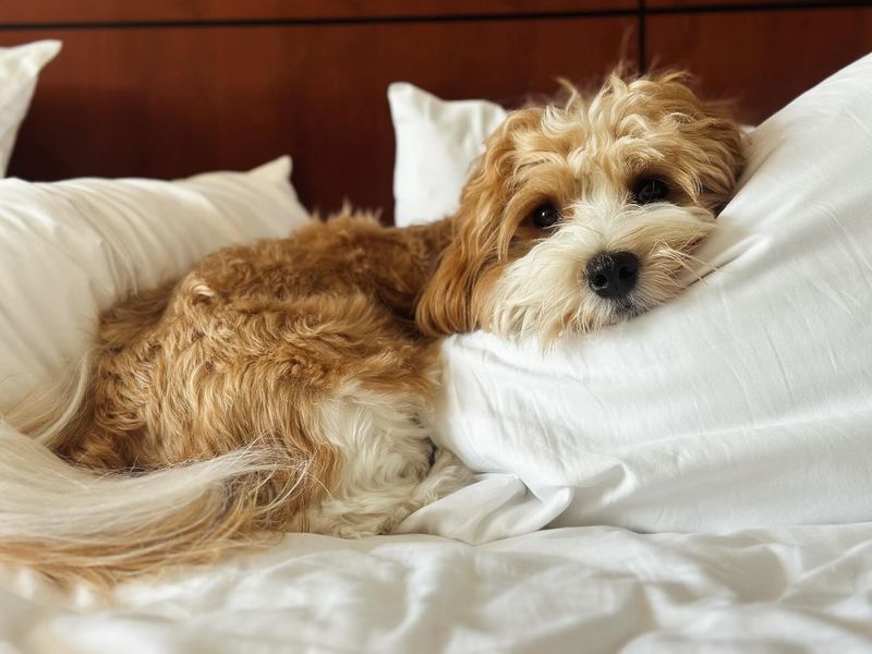 Havanese