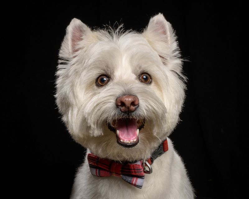 West Highland White Terrier